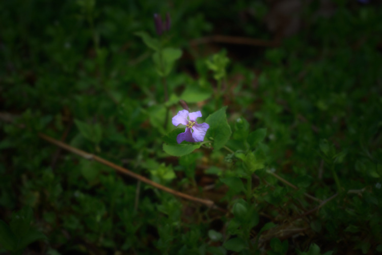 小さな花