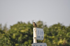案内鳥