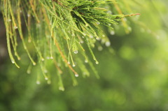 雨の日の午後