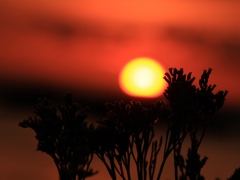 夕日