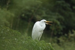 クロサギ