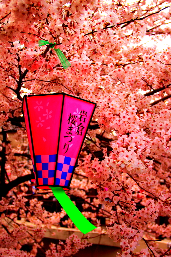 桜咲く