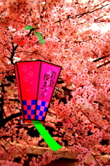 桜咲く