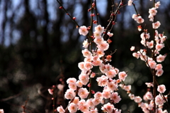 梅花