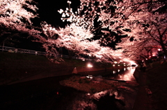 桜色