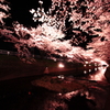桜色