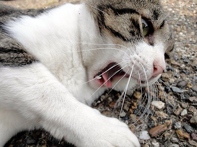 ジリリリリ！バンッ！！「ヤベッ！！寝過ごした！！」