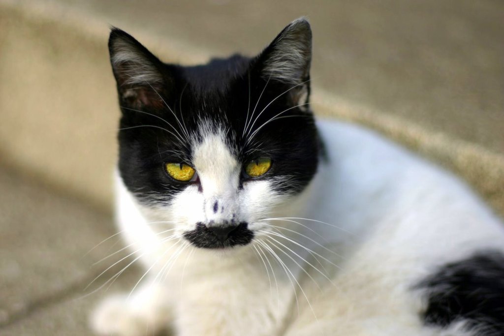 YELLOW CAT'S EYE 