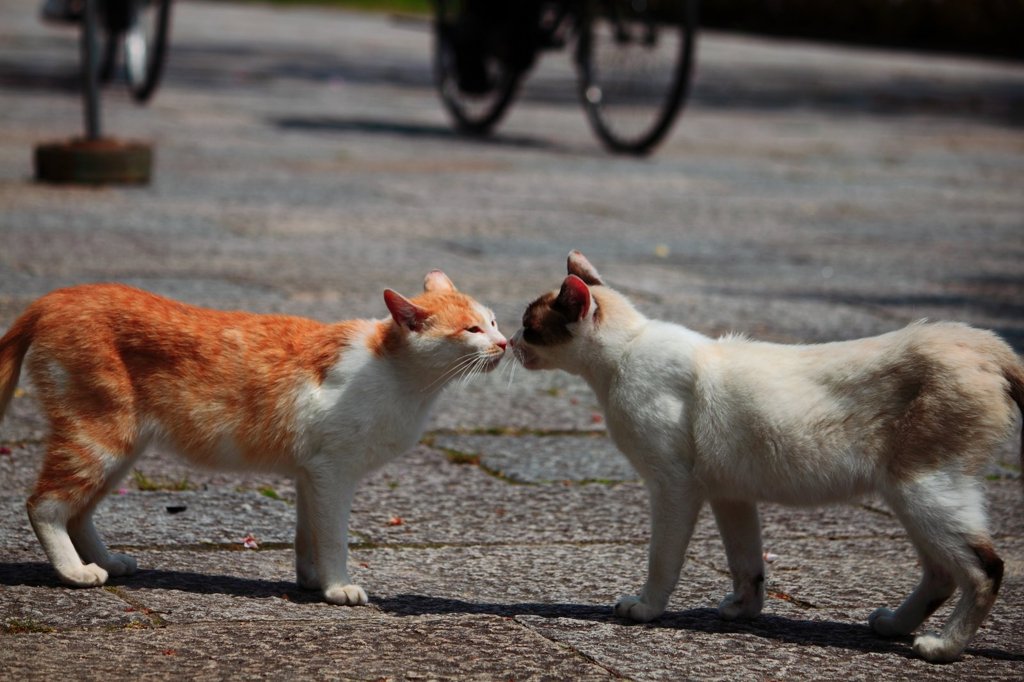 挨拶代わりの鼻キッス