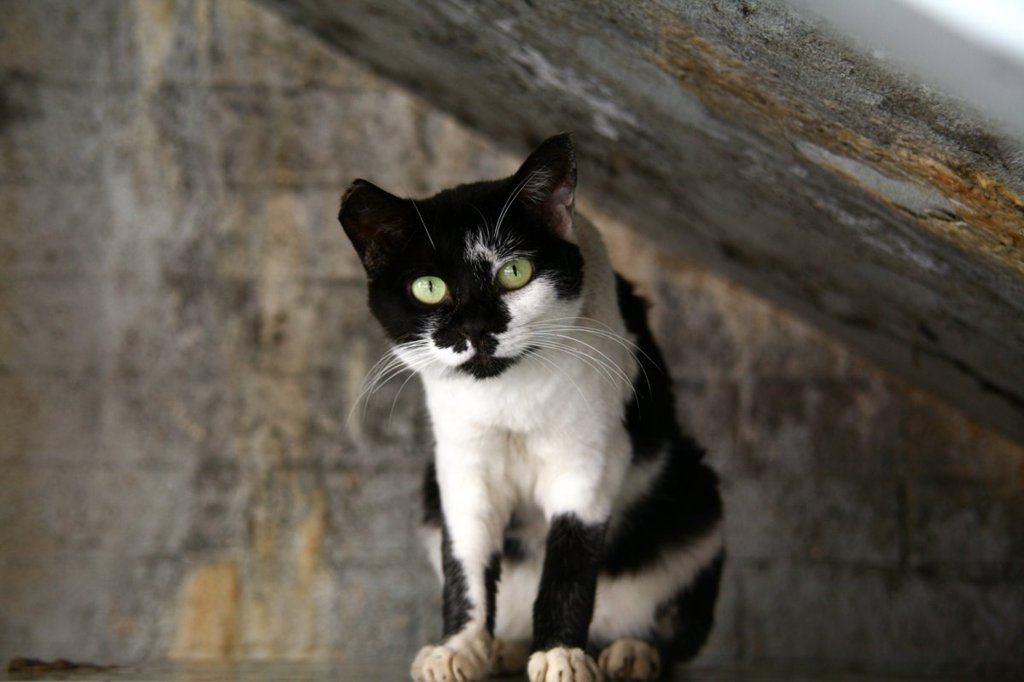 梅田の野良猫との出会い