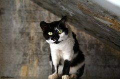梅田の野良猫との出会い