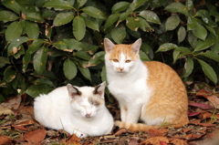 仲良しねこさん