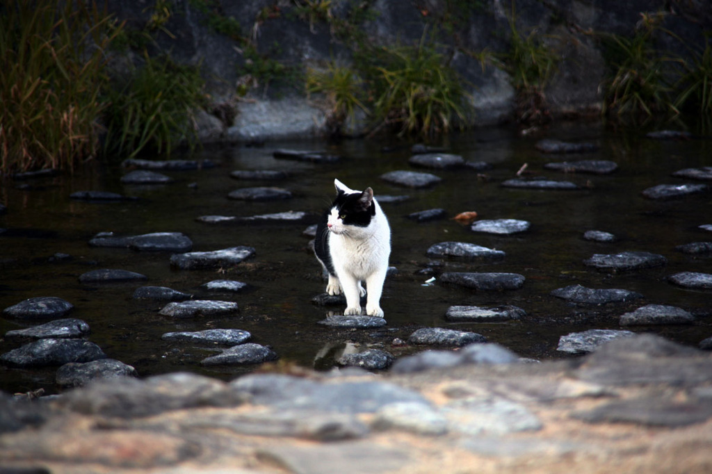 猫、川を渡る！！