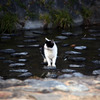 猫、川を渡る！！