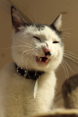 フヒヒ・・・旦那ァ、ありがとうごぜぇやす。