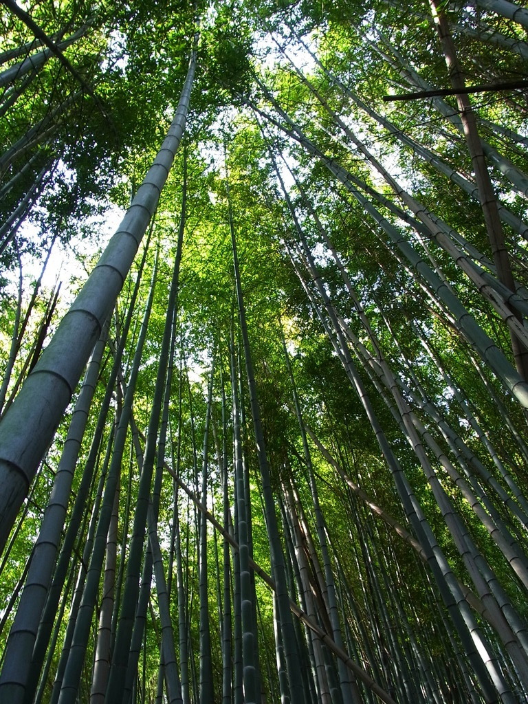 竹、丈、高ぇ