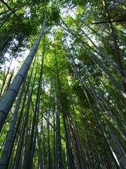 竹、丈、高ぇ