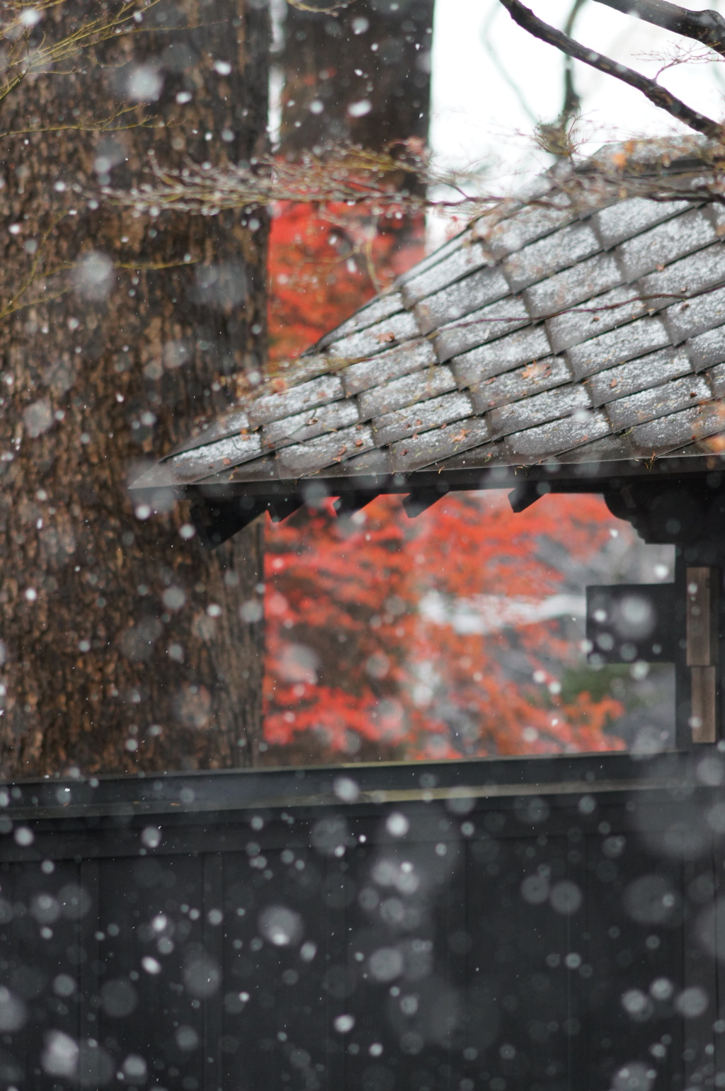 雪と屋根と紅葉と