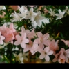白玲