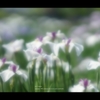 菖蒲8