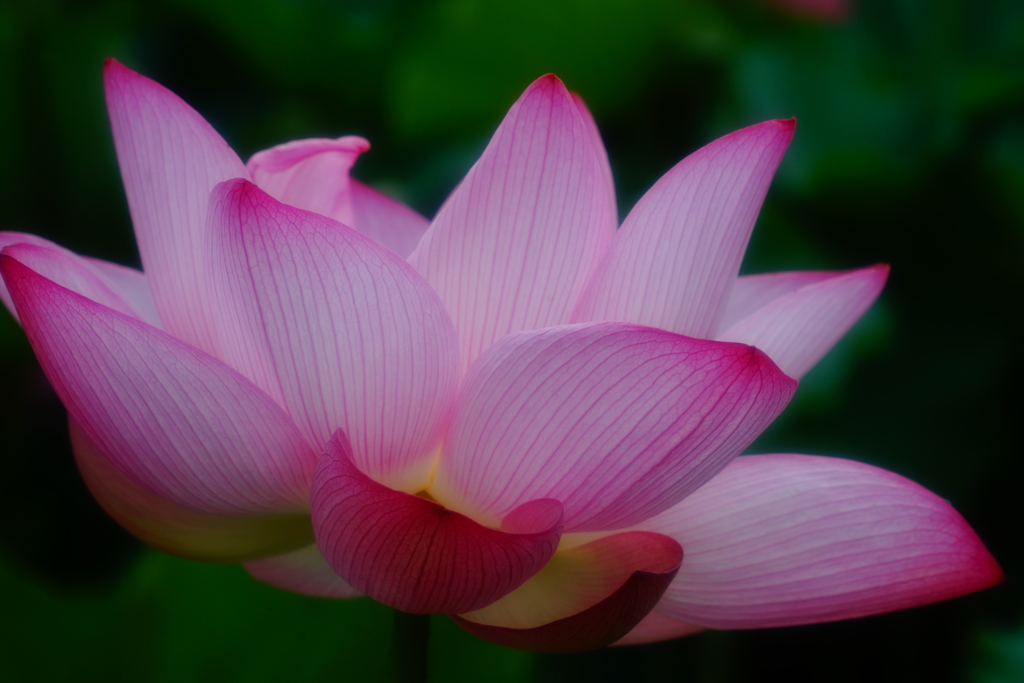 水芙蓉3