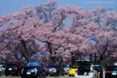 高遠桜景色2