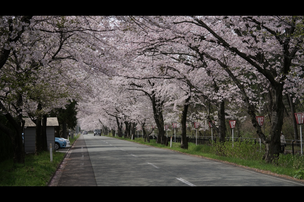 西目桜並木