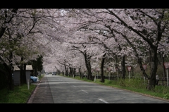 西目桜並木