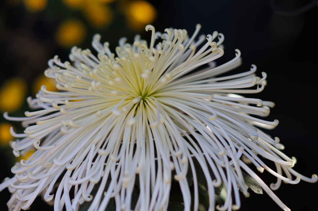 秋の花