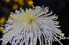 秋の花