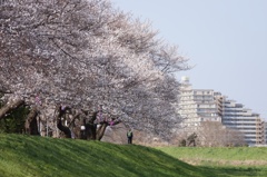 柳瀬川の桜2