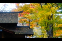 屋根と紅葉3