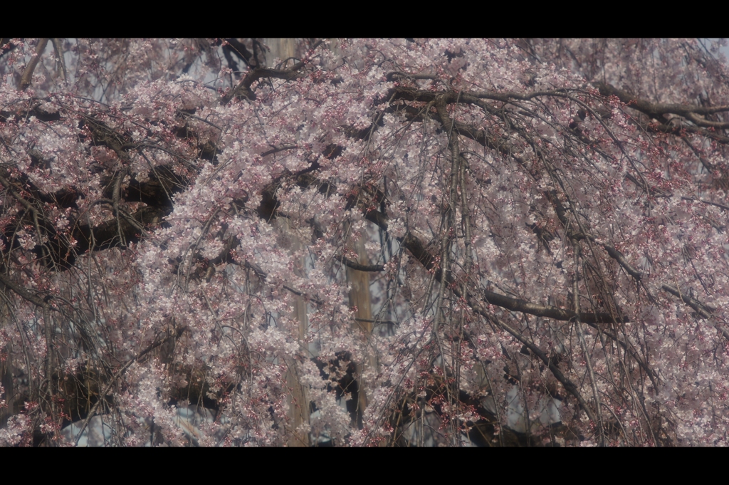 慈眼寺枝垂れ桜2