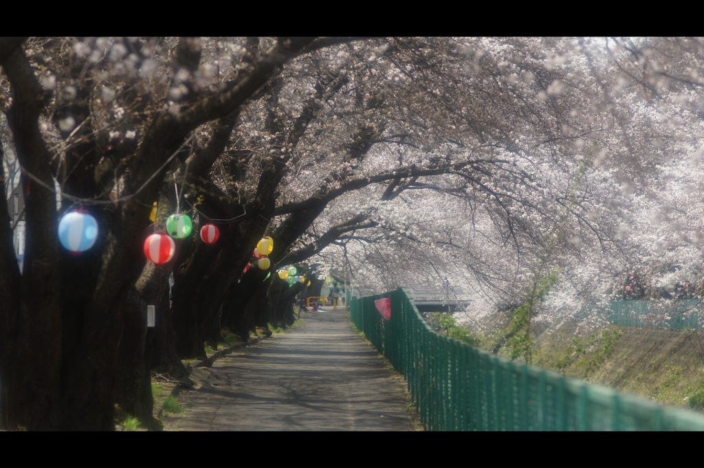 東坂戸団地の桜並木