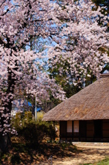 阿久沢家の桜