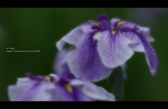 2013花菖蒲1