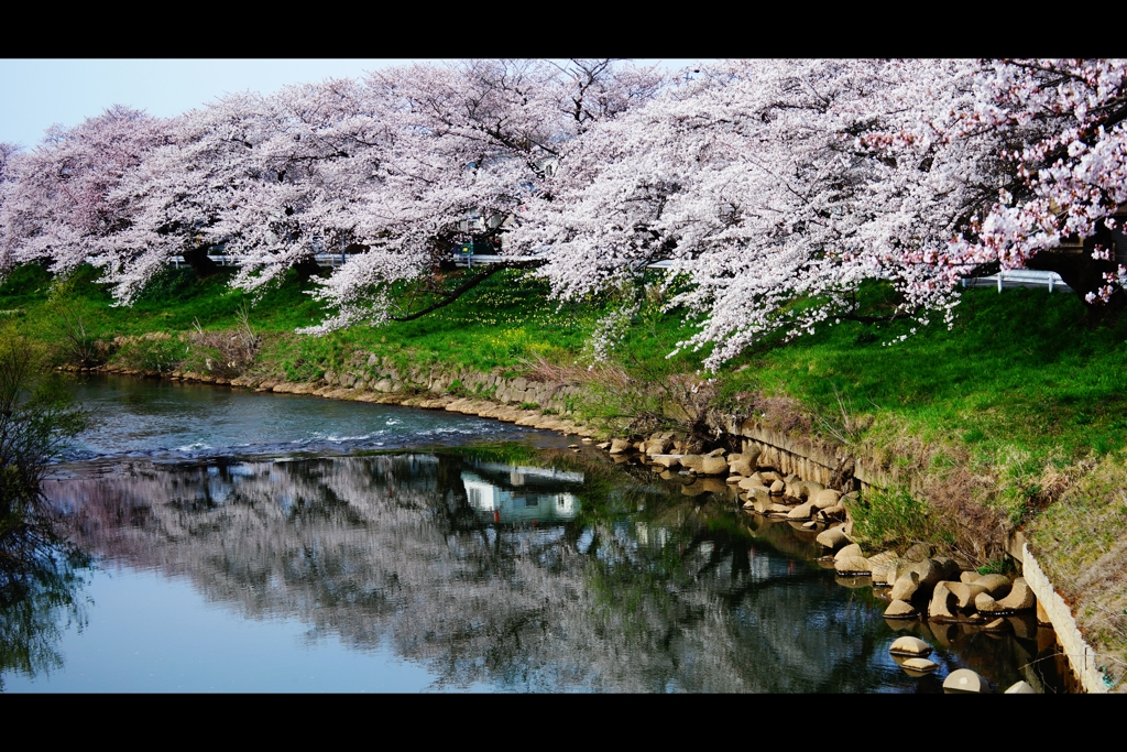 2024太平川桜1