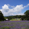 ラベンダーの丘