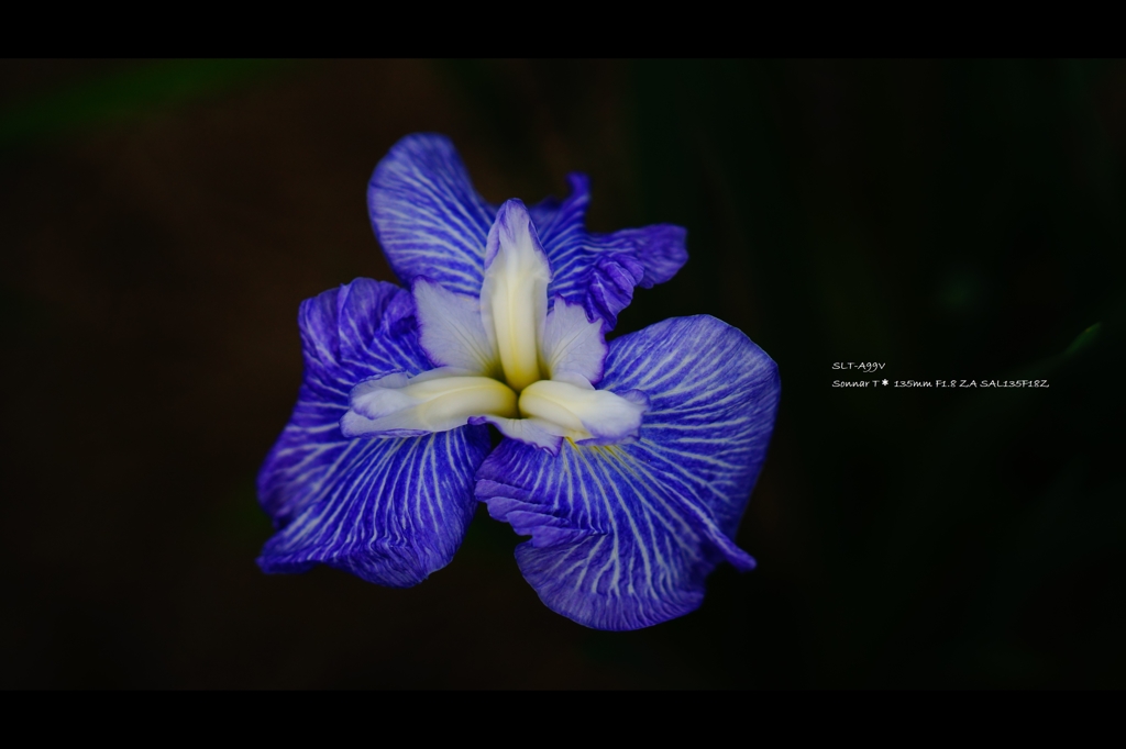 菖蒲6