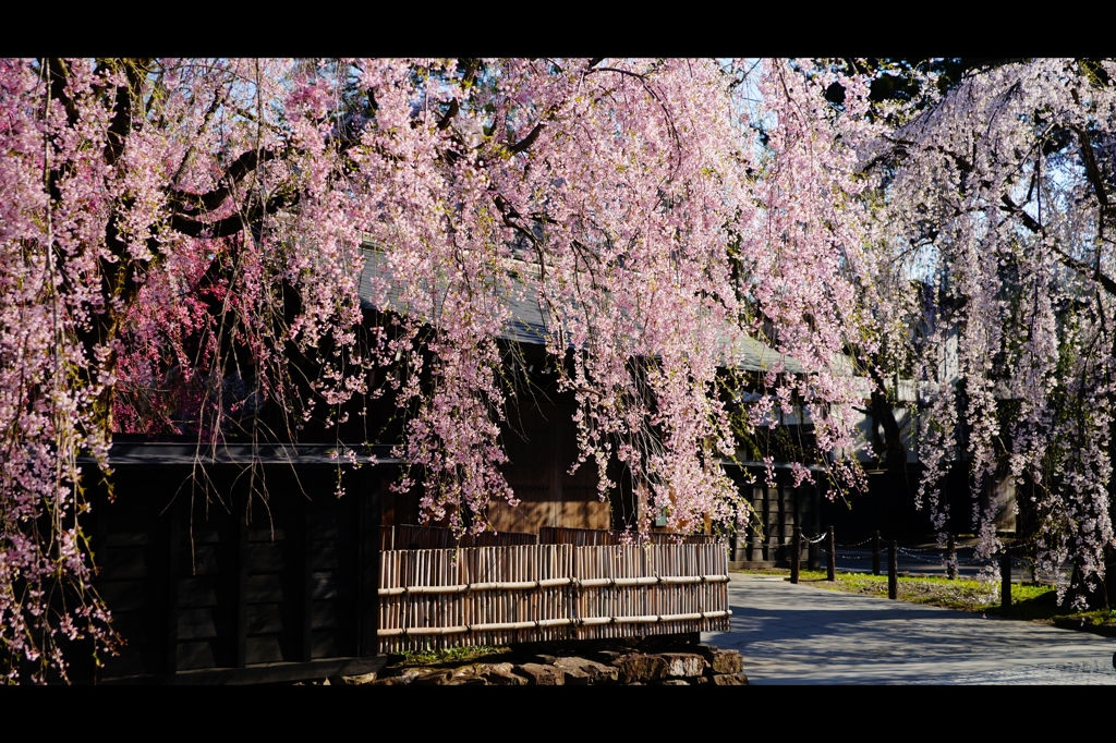 角館2015桜7