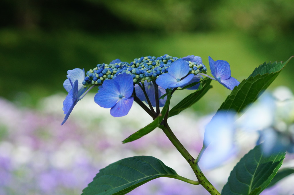 あやめ園の紫陽花