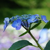 あやめ園の紫陽花