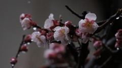 無情の雨