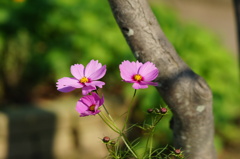秋桜Ⅱ