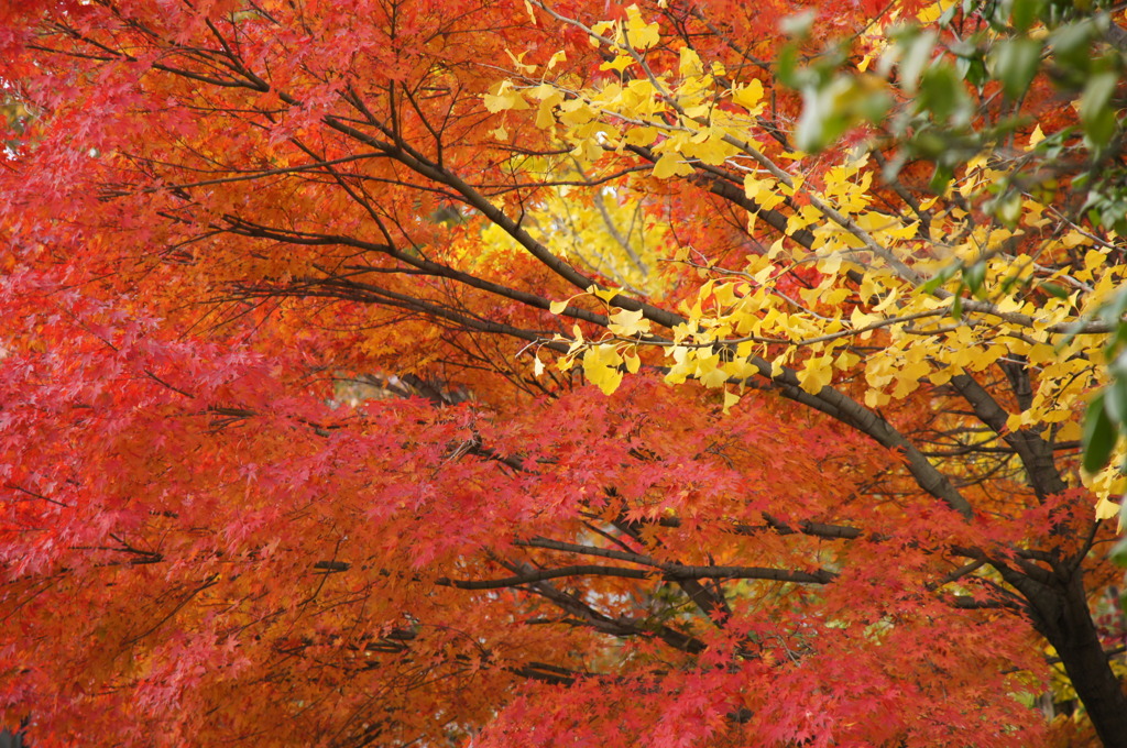 里の紅葉