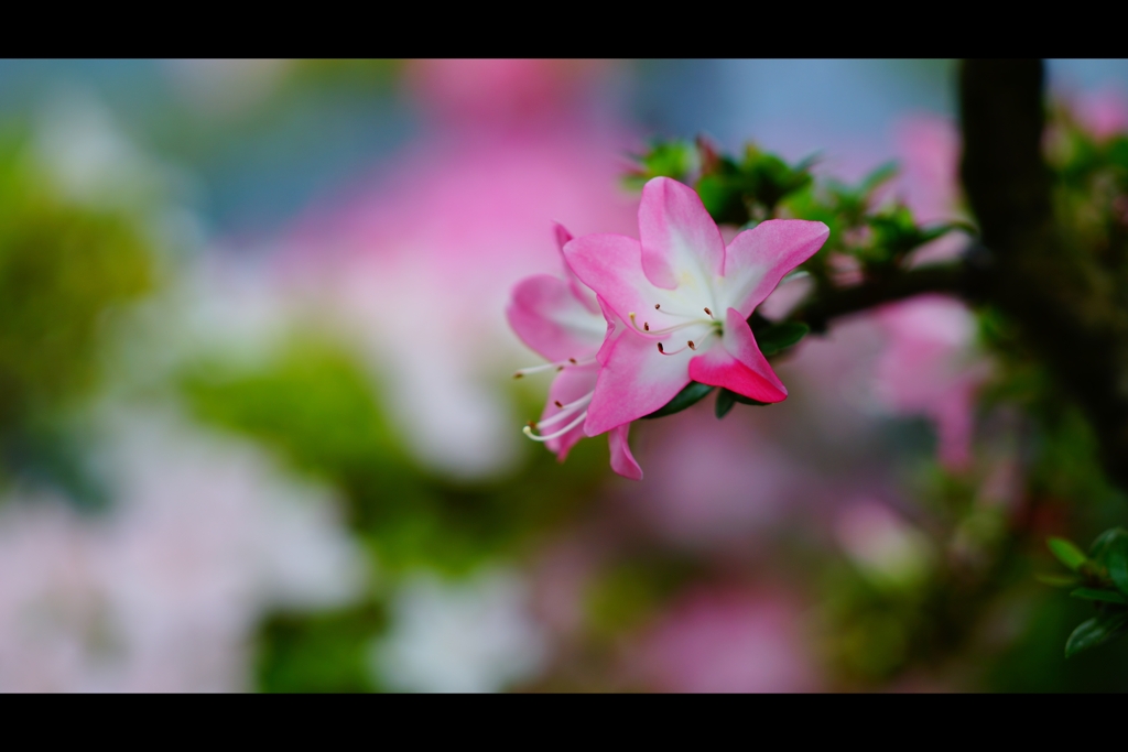 花蓮光