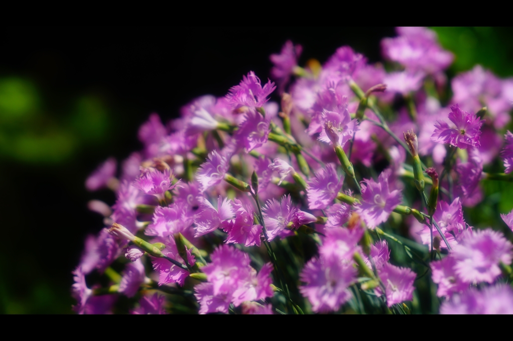 初夏の花7