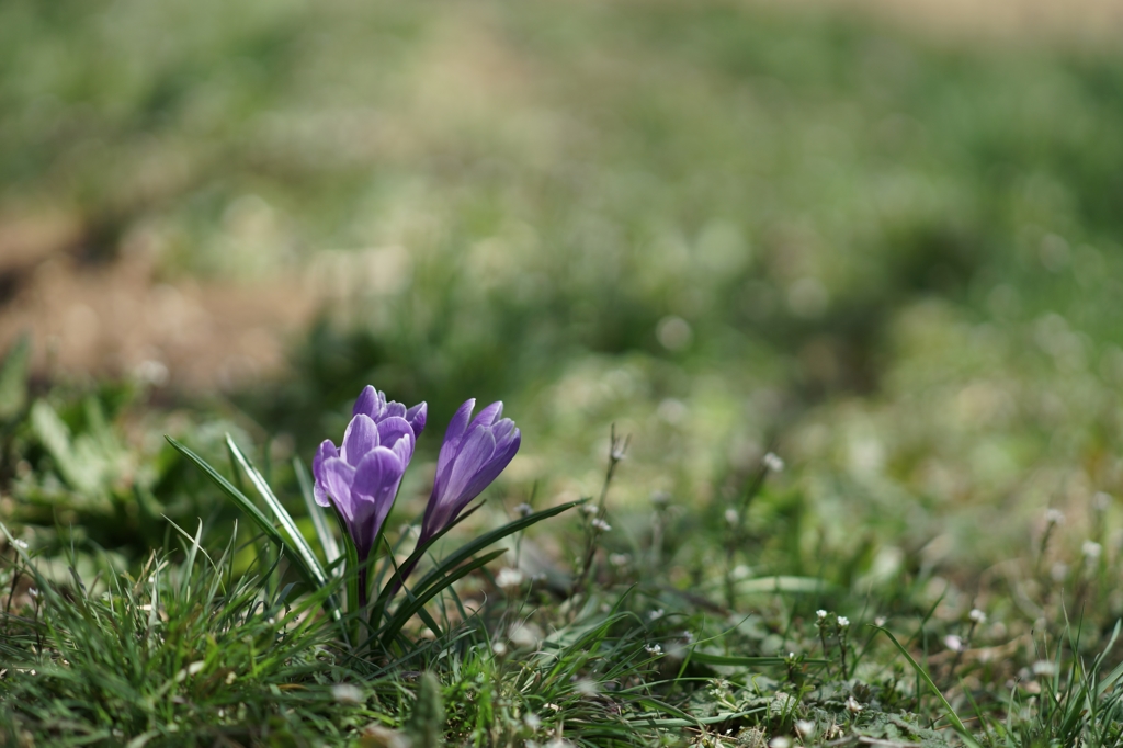 クロッカス