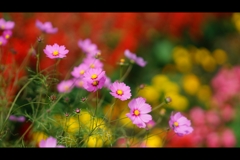 秋彩の花壇