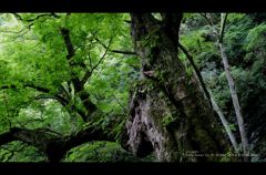 木霊の宿